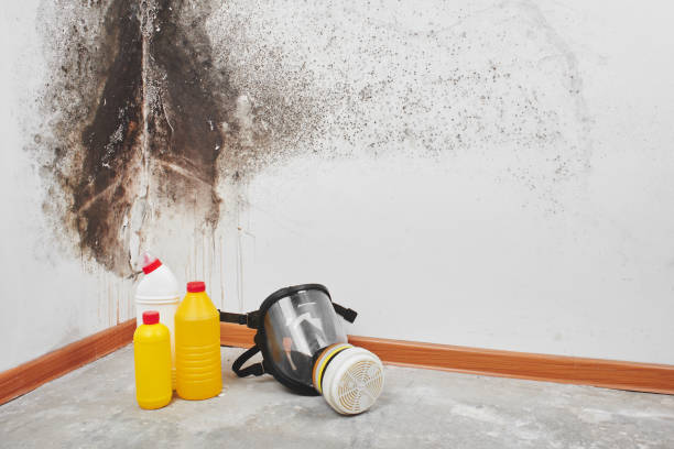 Professional Mold Removal in Boutte, LA