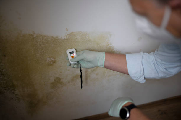 Best Mold Cleaning Services  in Boutte, LA