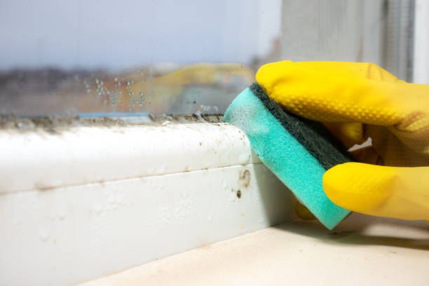 Best Mold Damage Repair  in Boutte, LA