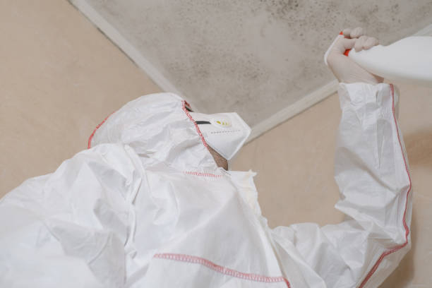 Best Local Mold Removal Service  in Boutte, LA