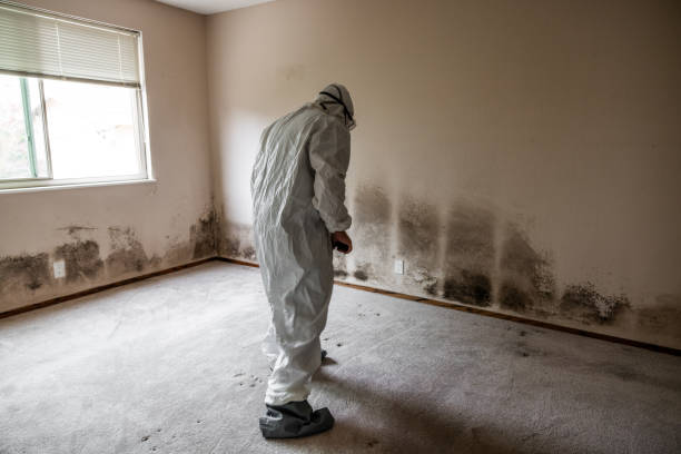 Best Professional Mold Removal  in Boutte, LA