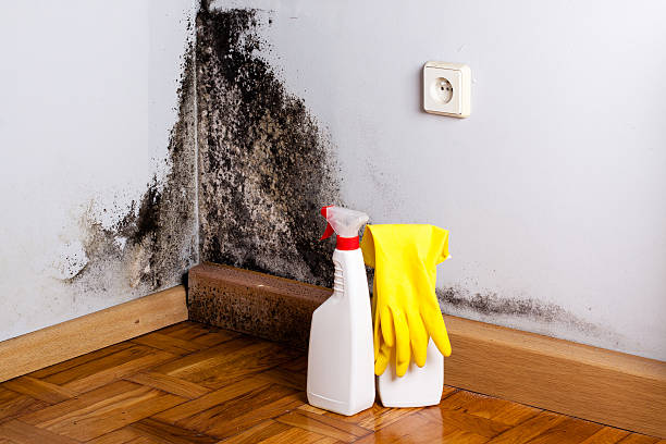 Best Black Mold Removal  in Boutte, LA