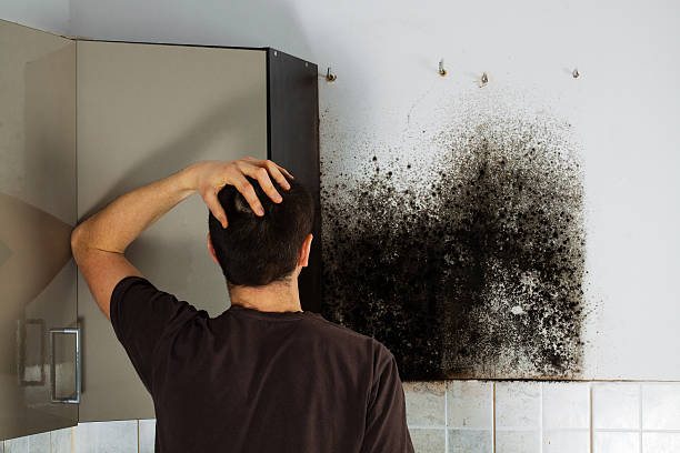 Best Commercial Mold Removal  in Boutte, LA