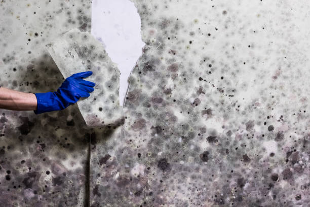 Best Fast Mold Removal  in Boutte, LA