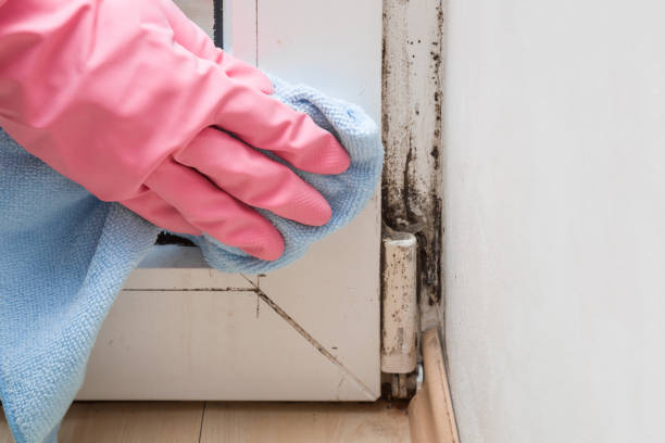 Best Mold Testing and Removal  in Boutte, LA